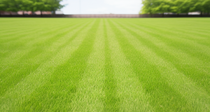 Lawn Mastery: Tips for Every Type of Grass